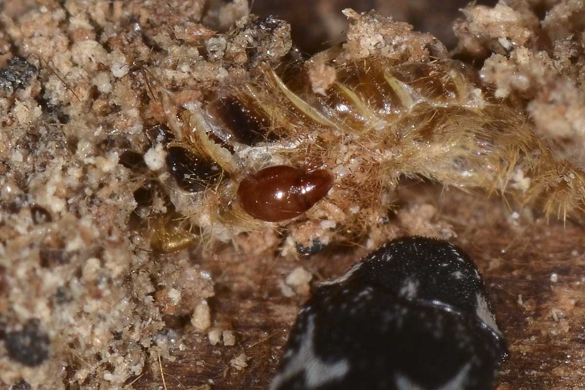 Megatoma undata, Dermestidae